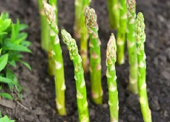 冬天植物|芦笋怎么过冬天