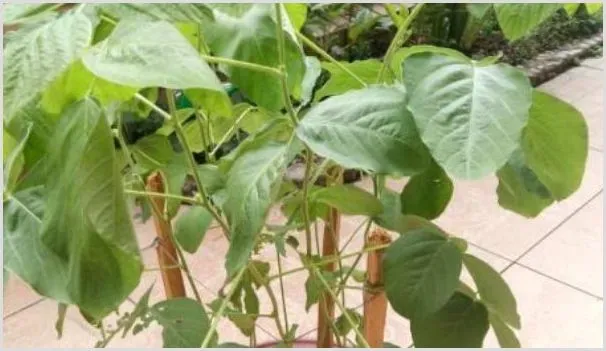 阳台上可以种毛豆吗 | 种植资料