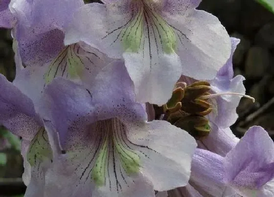 颜色花|梧桐花什么颜色 开花是什么颜色与样子（图片）