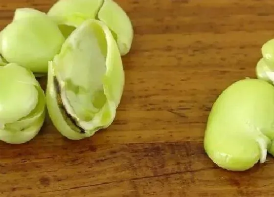 植物施肥|蚕豆皮可以做肥料吗