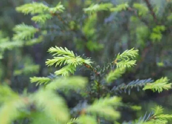 种植位置|松柏可以种在院子里吗