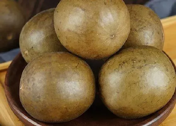 食用科普|罗汉果可以生吃吗