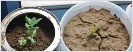 造成土壤板结的因素有哪些？ | 农业技术