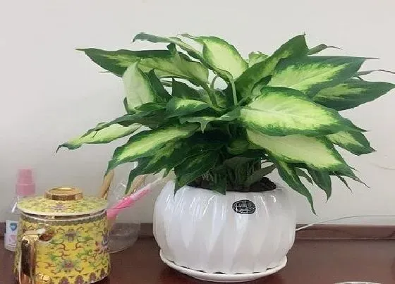 植物排行|有害植物有哪些