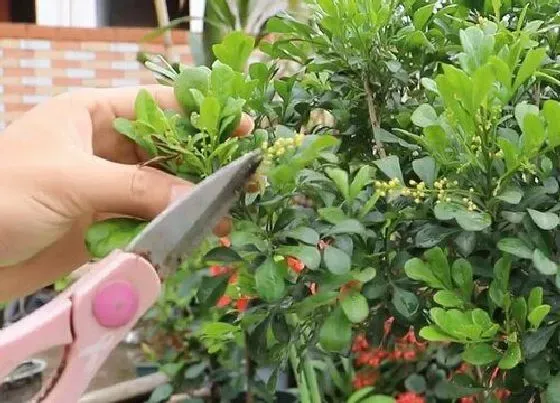 植物修剪|米兰冬天可以剪枝吗