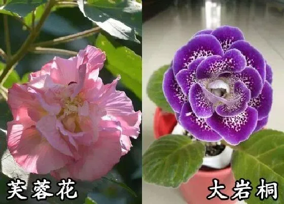 植物种类|芙蓉花和大岩桐是一种花吗