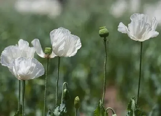 花语|什么花的花语是新的开始