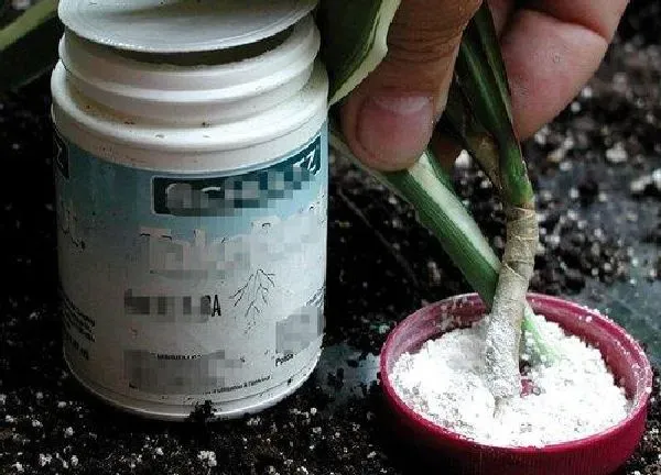 植物浇水|生根粉能直接浇花吗 正确使用方法