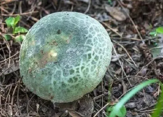 植物百科|青头菌生长在什么地方