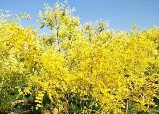 植物百科|黄金槐开花吗 在什么时候开花