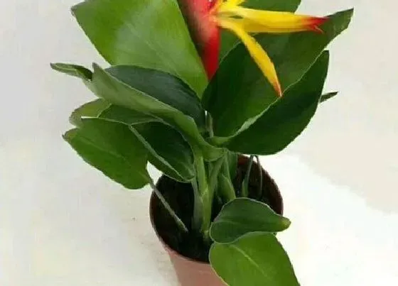 摆放常识|室内养什么花最好旺财又好养 家里种花风水好招财进宝