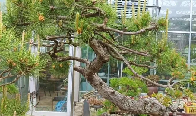 盆景|为什么原生的比嫁接的盆景贵（盆栽原生和嫁接的区别 ）