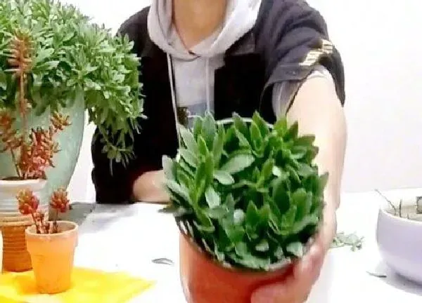 植物扦插|田七几月份扦插最好
