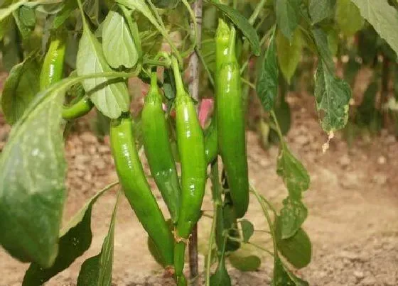 植物种类|辣椒是植物吗 属于什么类植物