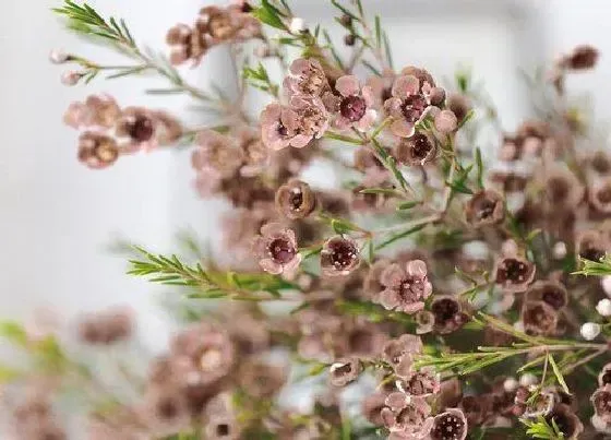 植物育苗|腊梅种子催芽方法