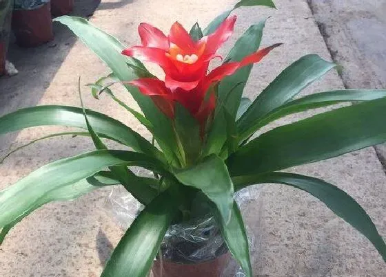 摆放常识|室内养什么花最好旺财又好养 家里种花风水好招财进宝