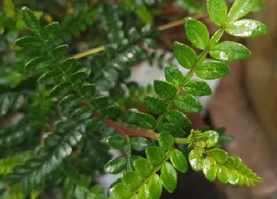 植物百科|驱蚊草是一年生还是多年生