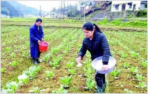 微量元素水溶肥料的性质与应用 | 种植技术