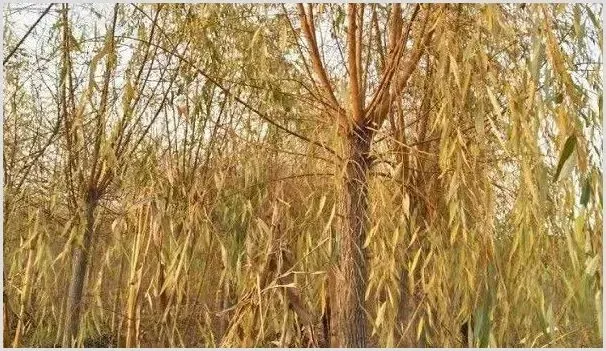 金丝柳的常见病虫害及防治措施 | 种植病虫害