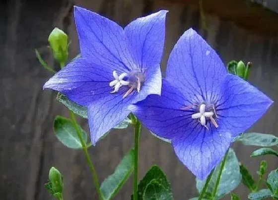 植物种类|紫色花卉品种有哪些 开紫色花的植物名称大全及图片