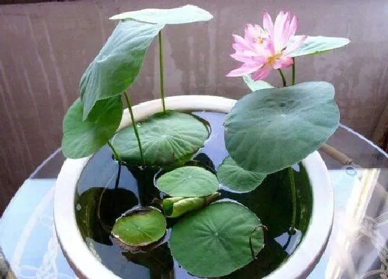 绿植|鱼粪适合种植什么植物 鱼缸粪便养什么花好