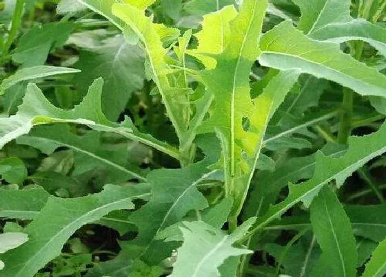 植物种类|苦苣菜是水生植物吗