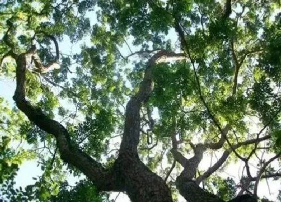 植物种类|梨花木是什么树木 长什么样子