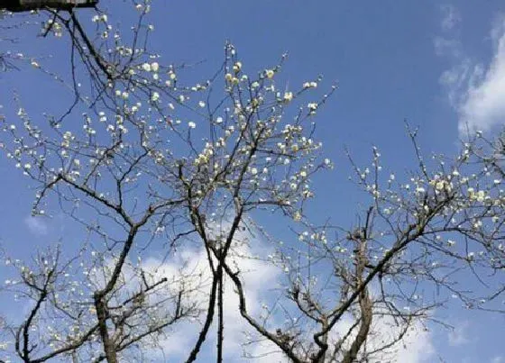 植物百科|腊梅是树吗 长什么样子（图片）