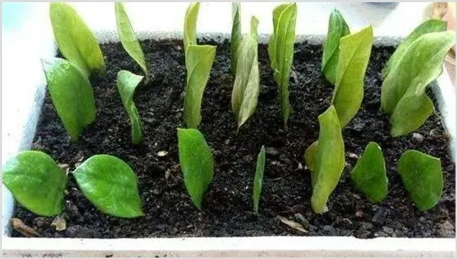 金钱树繁殖方法 | 种植技术