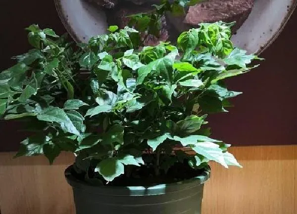 植物浇水|幸福树冬天怎么浇水