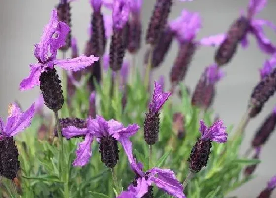 植物种类|紫色花卉品种有哪些 开紫色花的植物名称大全及图片