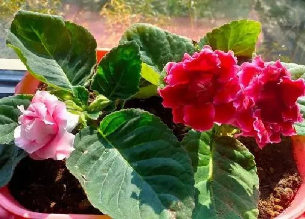 养殖方法|大岩桐芙蓉花的养殖方法和注意事项 大岩桐花怎么养