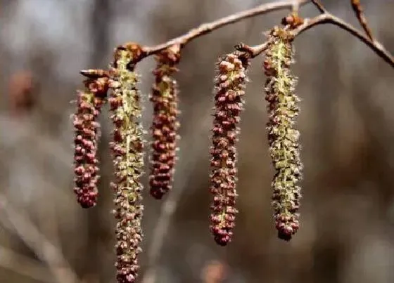 颜色花|白杨树的花是什么颜色