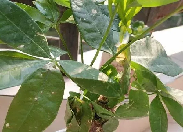 植物浇水|小发财树多长时间浇一次水