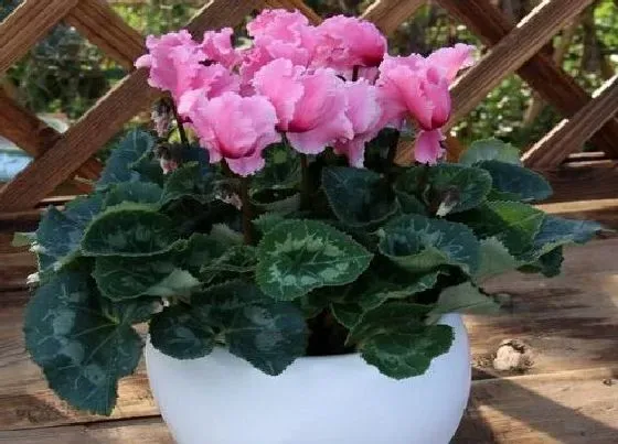 摆放常识|室内养什么花最好旺财又好养 家里种花风水好招财进宝