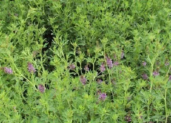 种植管理|苜蓿草几月份种植合适