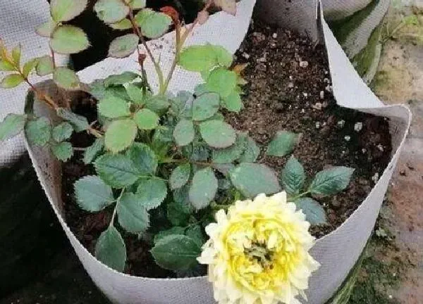 植物移栽|月季树什么时候移栽最好（树状月季几月份移植成活率高）