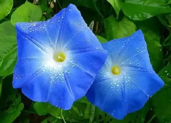 种植管理|牵牛花几月份种植最好 一般什么季节种植