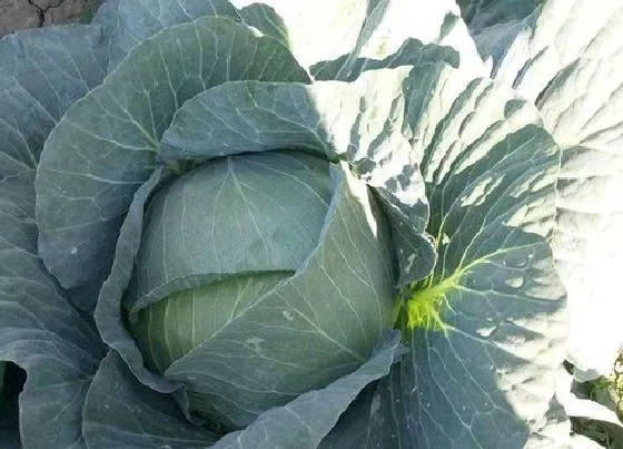 种植管理|包菜的生长周期是多长时间