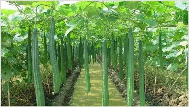 早春丝瓜种植技术介绍 | 农业技术