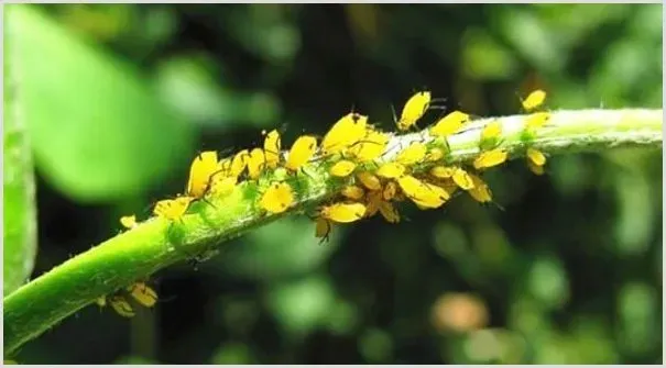 猕猴桃花蕾期蚜虫怎样防治 | 种植技术