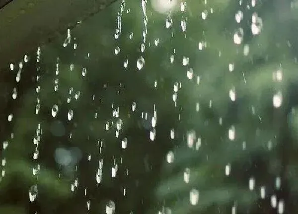 植物浇水|接的雨水能直接浇花吗 雨水浇花好不好