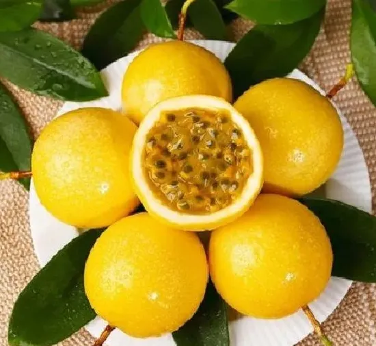 果实科普|百香果几月开花结果 什么时候开花结果
