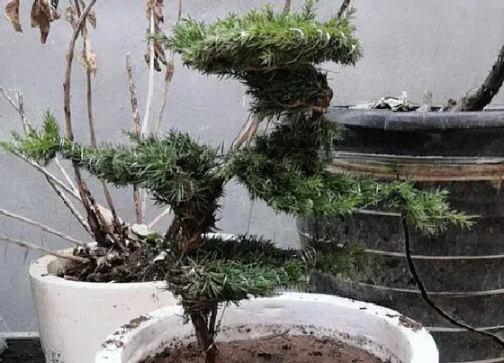种植位置|松柏可以种在院子里吗