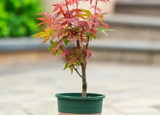 植物修剪|红枫盆景怎么修剪好看