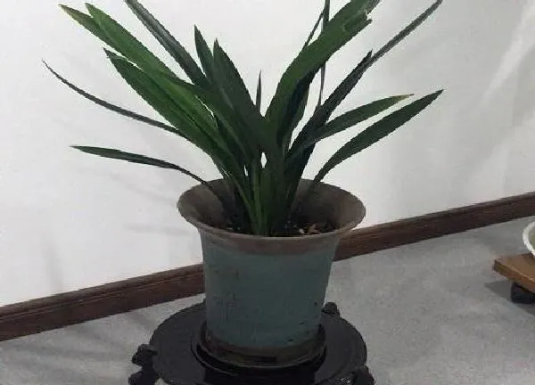 植物移栽|墨兰什么时候换盆好