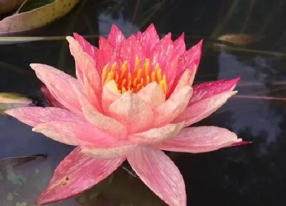植物排行|水生植物有哪些