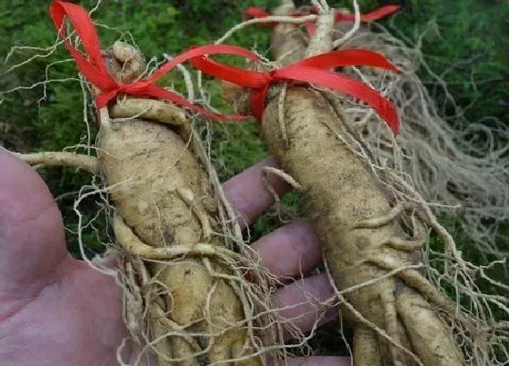 植物百科|人参会跑是真的吗（揭开野生人参绑红绳会跑的秘密）