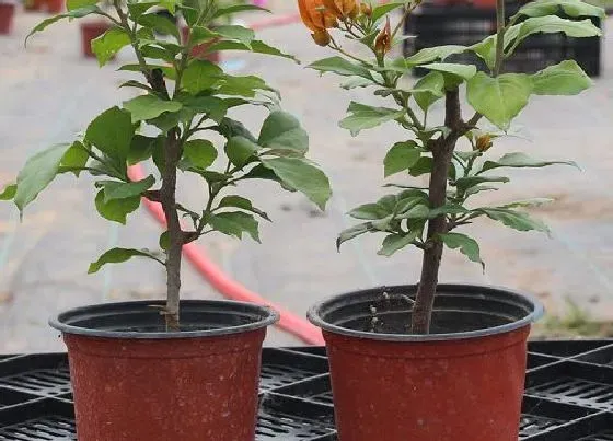 植物排行|夏天开花的植物有哪些