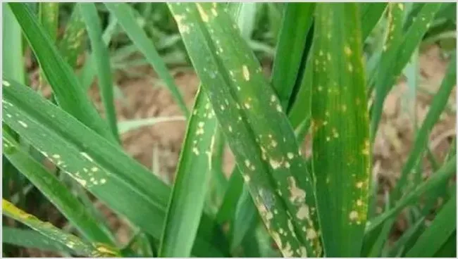 冬季小麦除草如何避免药害 | 植物病害